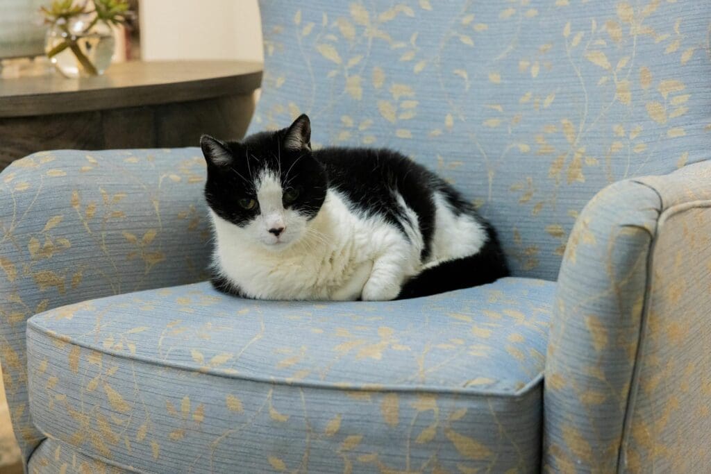 Cat in a chair image